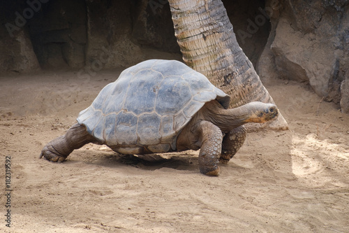 huge galapagos tortoise