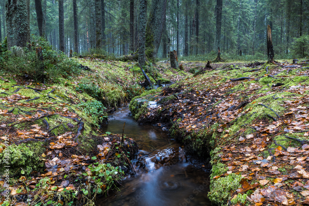 Forest brook Forest brook