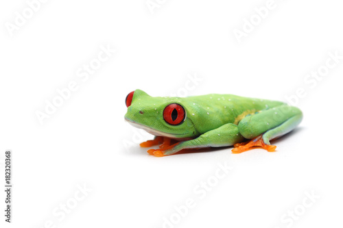 Red eyed tree frog isolated on white background