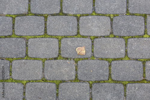 Gray paving slabs with a green moss