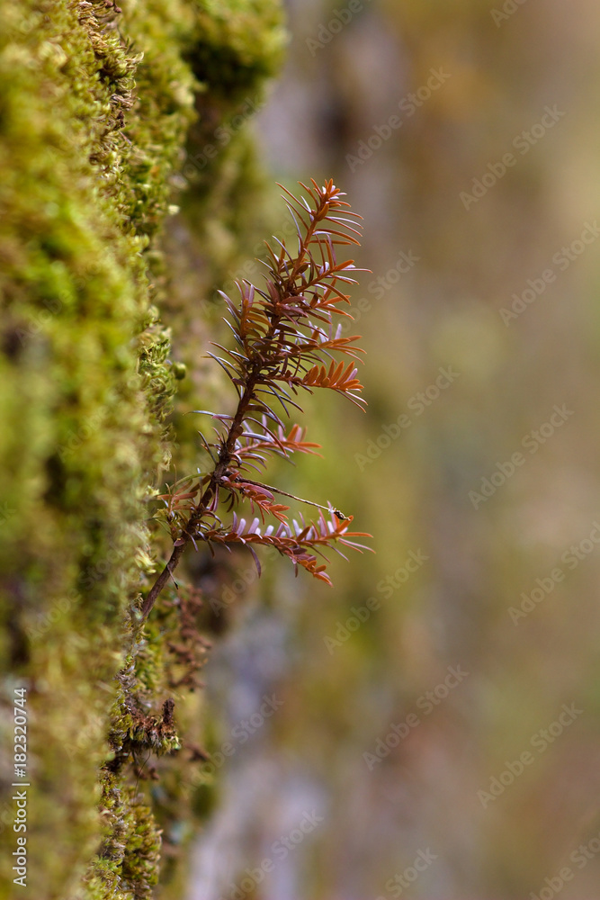 Fototapeta premium Pine cone, pine and fir needle twig.