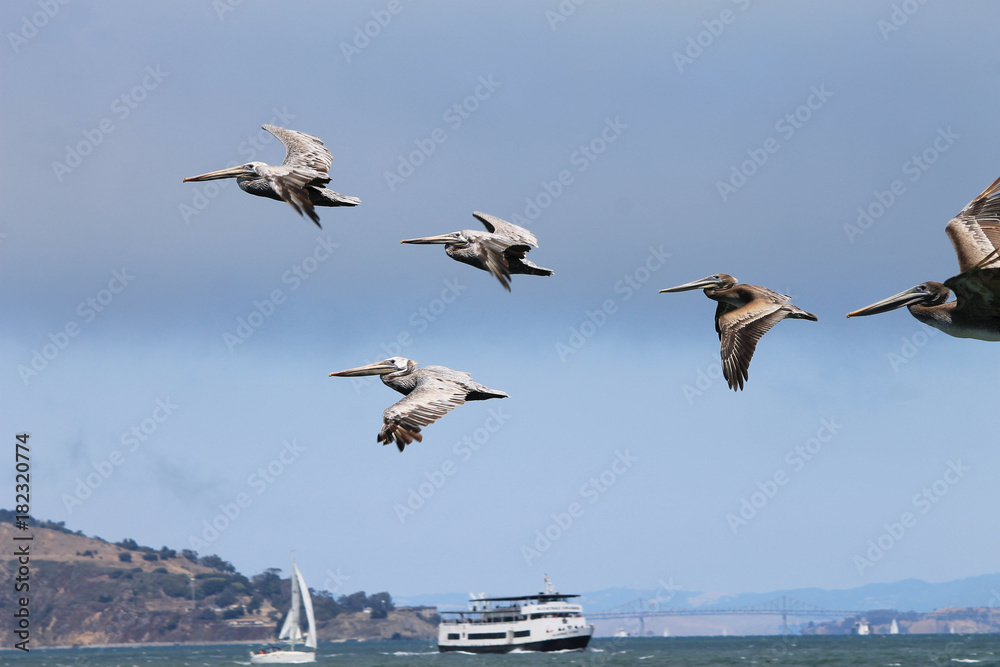 Volo sulla baia di San Francisco Volo sulla baia di San Francisco