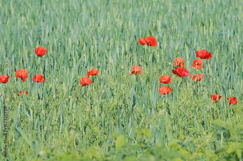 Wheat Field with Poppies