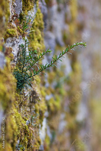 Pine cone, pine and fir needle twig.