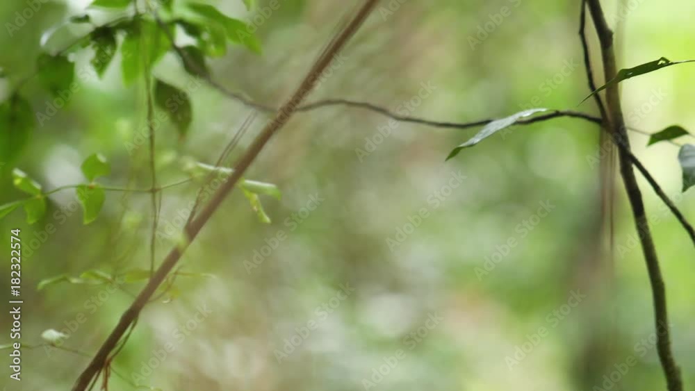 Vertical tracking shot of a hanging vine in a tropical bush area. Vertical tracking shot of a hanging vine in a tropical bush area.