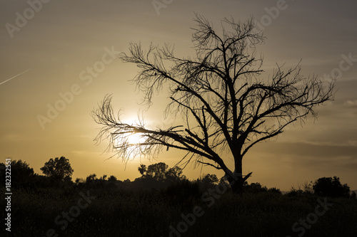 The Tree Silhouette