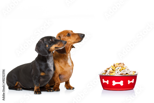 healthy dogs  with food bowl and owner