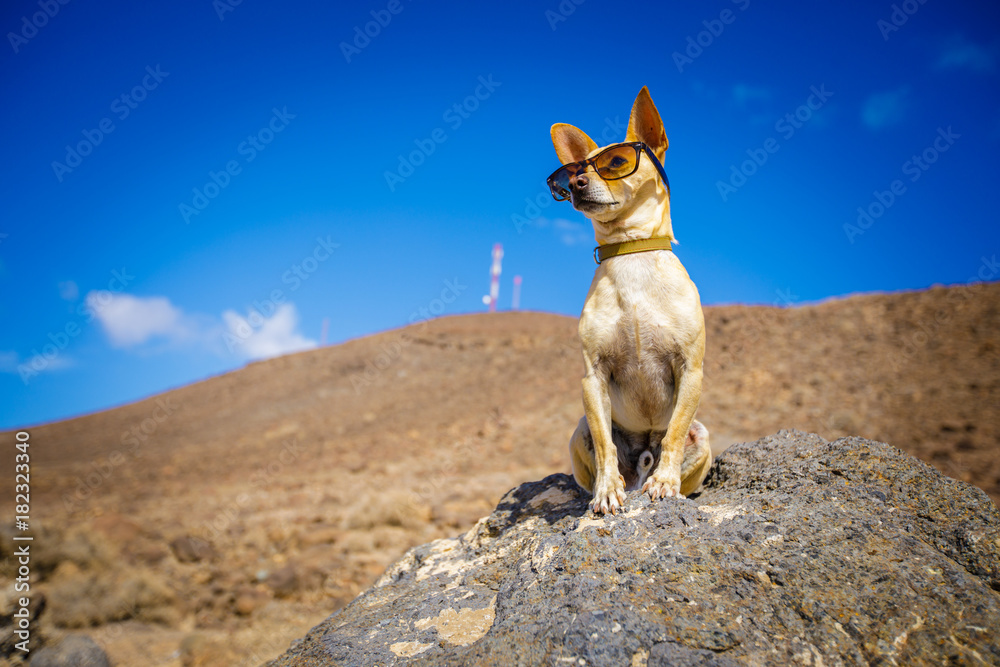 chihuahua dog watching and looking at the mountain outside , on summer vacation holidays wearing funny sunglasses