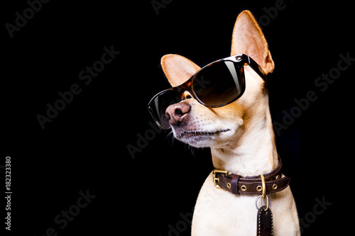 posing dog with sunglasses © Javier brosch