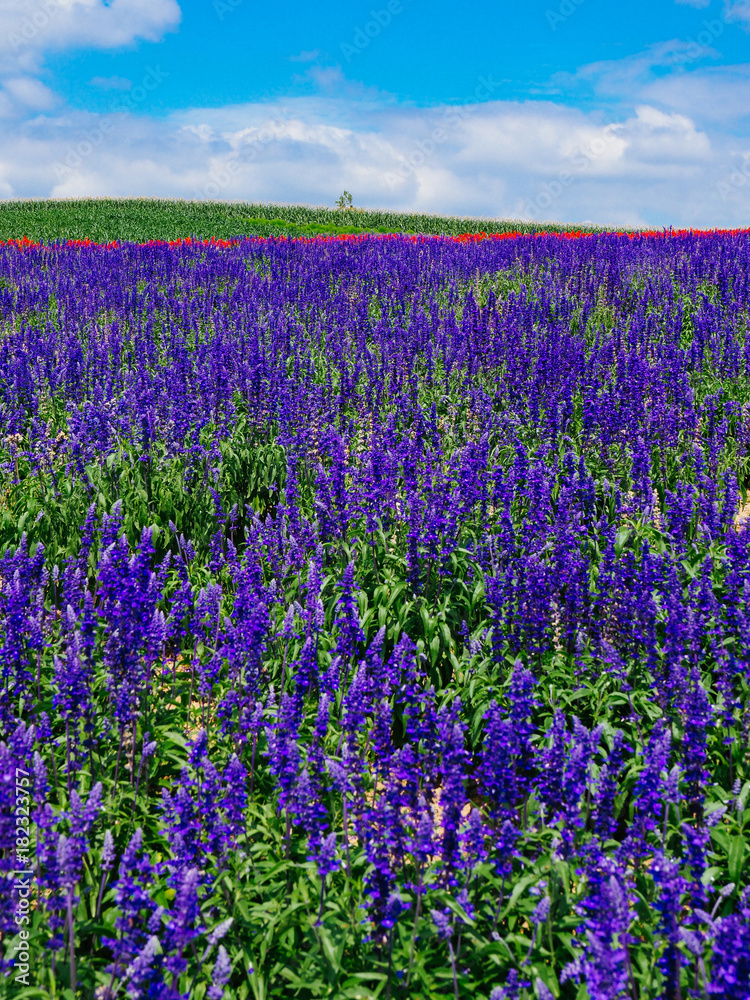 北海道の花畑