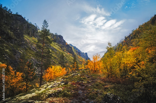 Autumn mountain forest