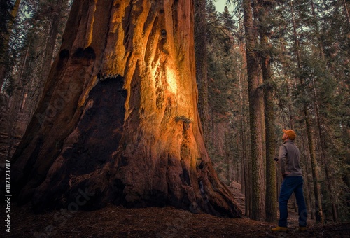 Exploring Giant Sequoia Forest