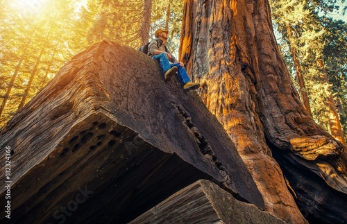 Sequoia Forest Hiker photo