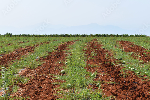 Water Melon Field Makedonia Europe