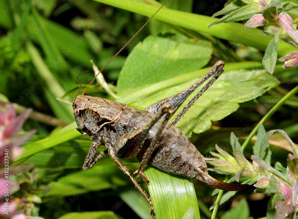 grillastro grigio (Pholidoptera griseoaptera) grillastro grigio (Pholidoptera griseoaptera)