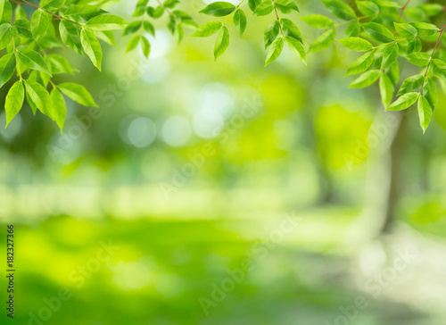 natural green background with leaf selective focus
