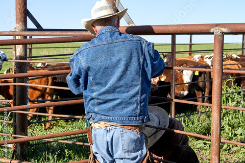 Two cowboys working with steers in a pen