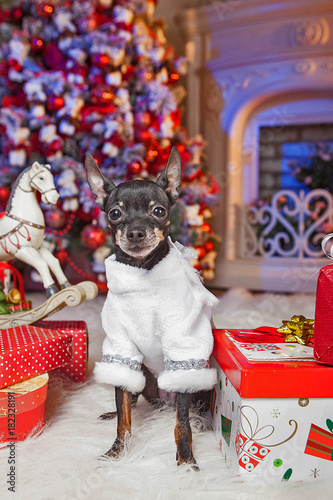 The dog guards the New Year...