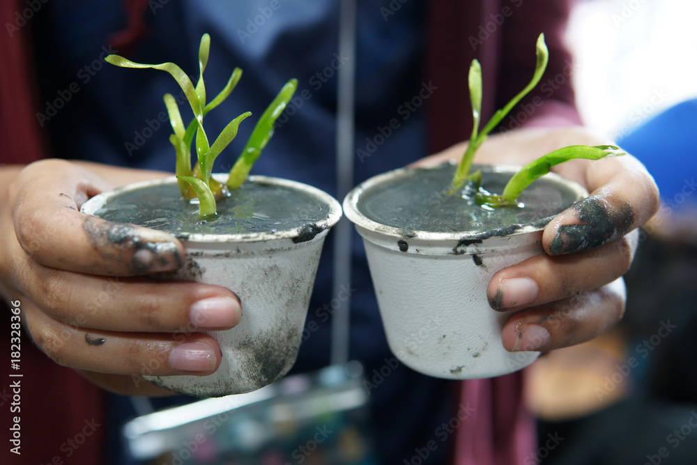 Sea grass seedlings for culture