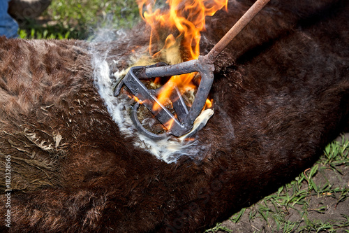 Photography Branding a young steer with a branding iron
