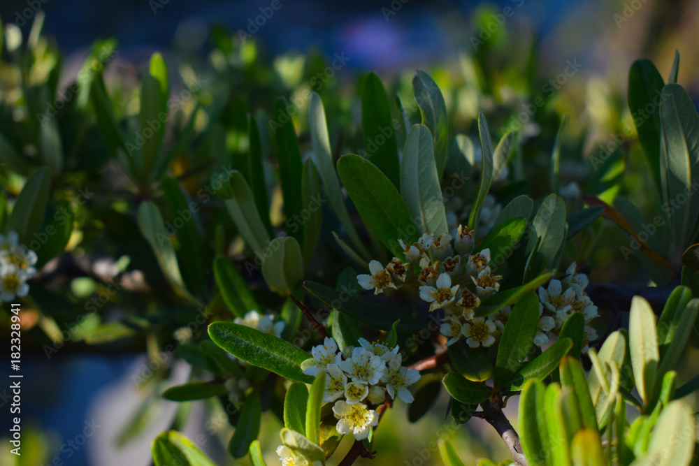 Obraz premium arbusto con flores