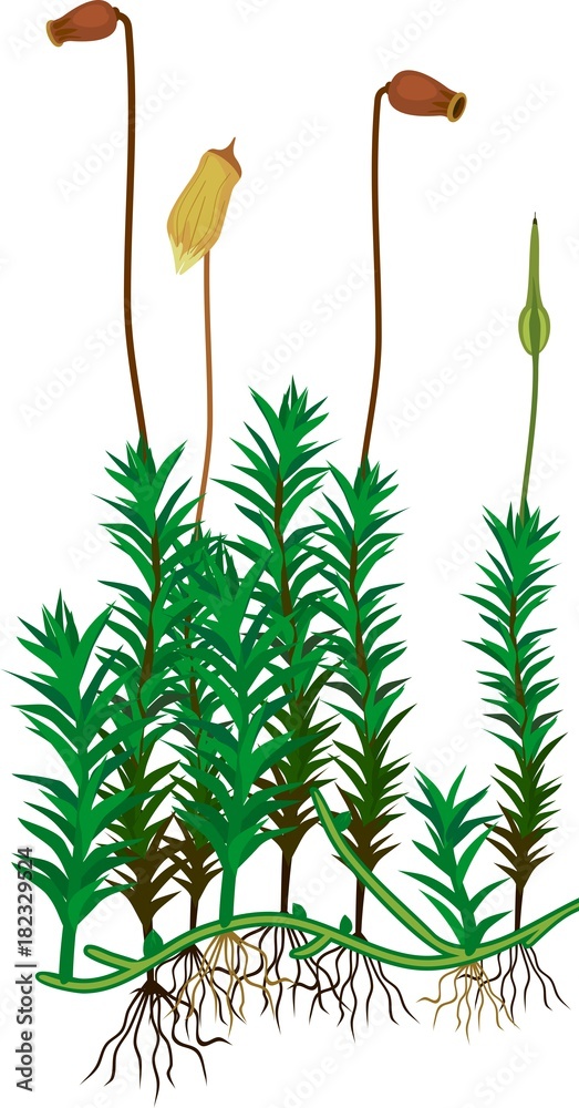 Plants of common haircap moss or Polytrichum commune. Mature gametophytes with sporophytes