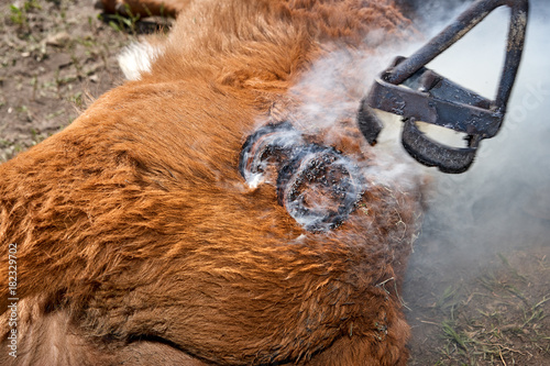 Brand applied to a steer using a branding iron