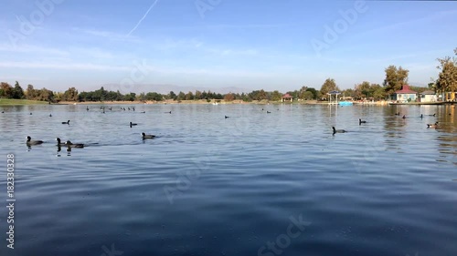 Ducks swim by and pedal boats move along on Lake Balboa in the San Fernando Valley area of Los Angeles. photo