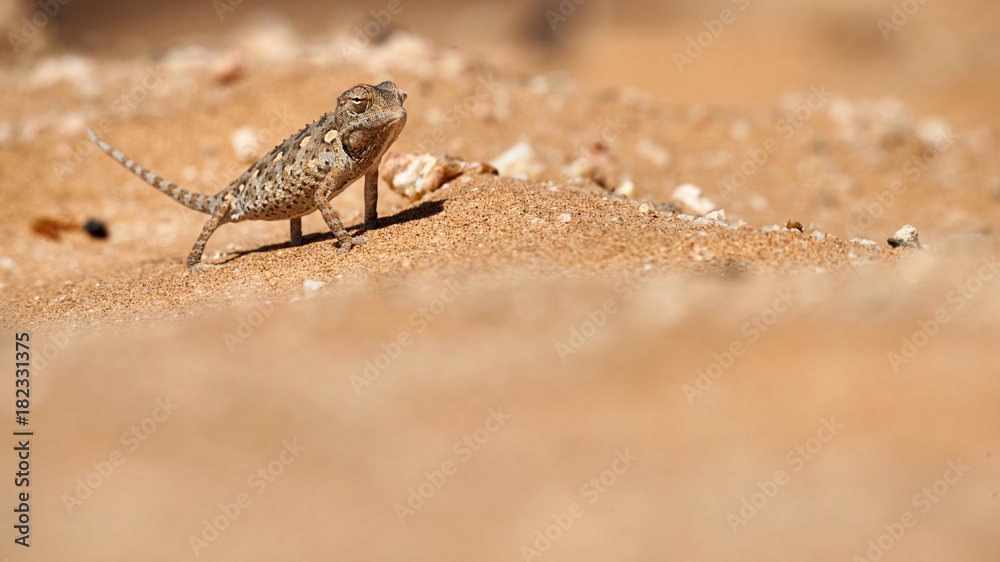 Baby Namaqua chameleon Baby Namaqua chameleon