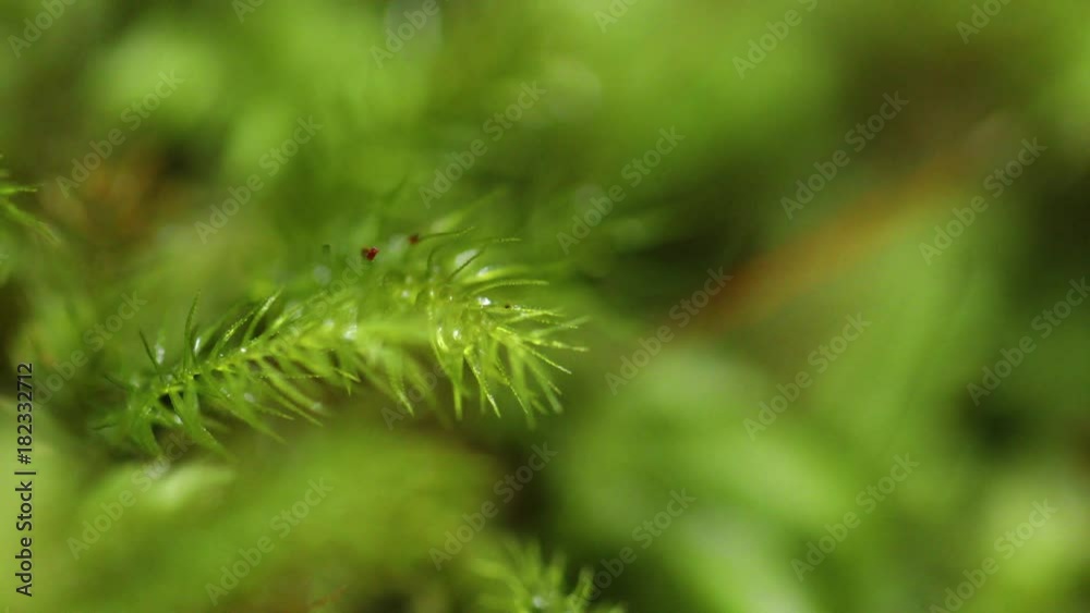 Panning shot of a very green and west bushscape, filled with ferns, moss and vegetation. Panning shot of a very green and west bushscape, filled with ferns, moss and vegetation.