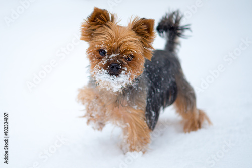 Fototapeta Naklejka Na Ścianę i Meble -  Small dog in snow. Yorkshire terrier