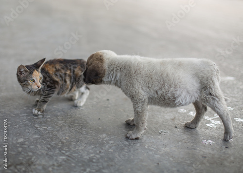 Fototapeta Naklejka Na Ścianę i Meble -  kitten and puppy on playing the street summer day