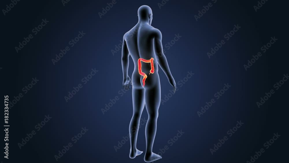 Large Intestine with Body Large Intestine with Body