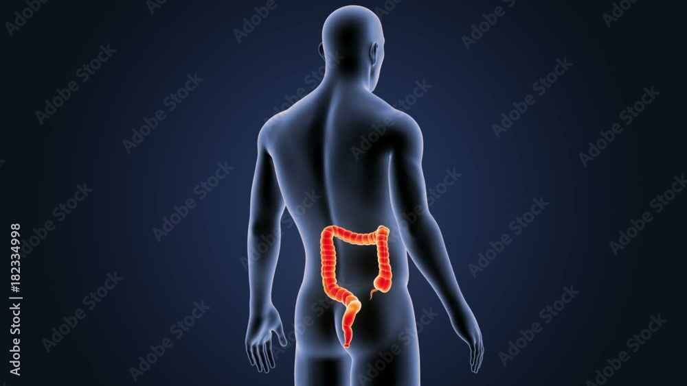 Large Intestine with Body. Large Intestine with Body.
