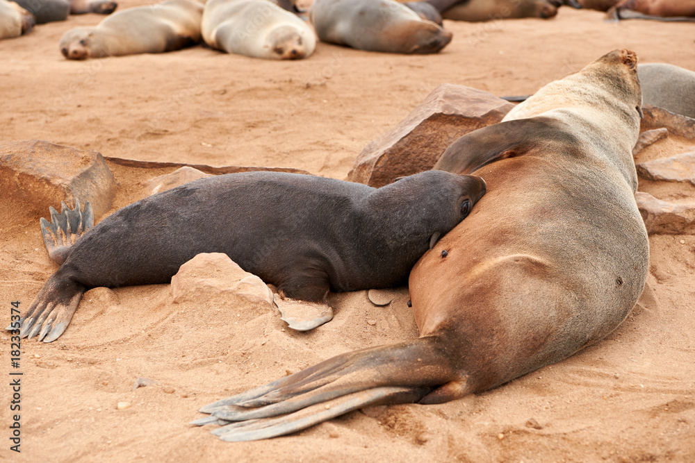 Female fur seal nursing her puppy Female fur seal nursing her puppy
