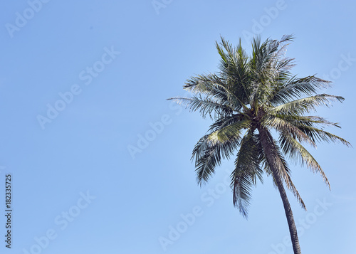 palm tree background blue clear sky