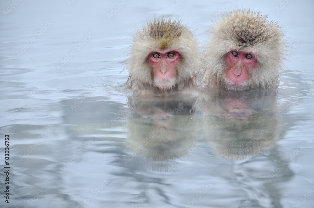 Fototapeta premium 温泉に入るニホンザル