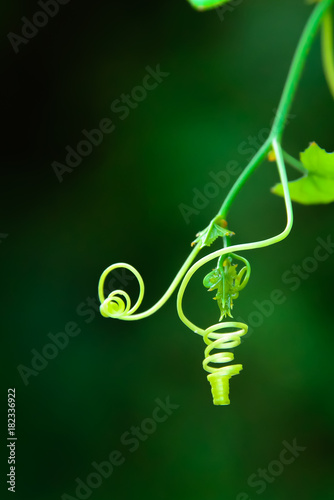 tendril