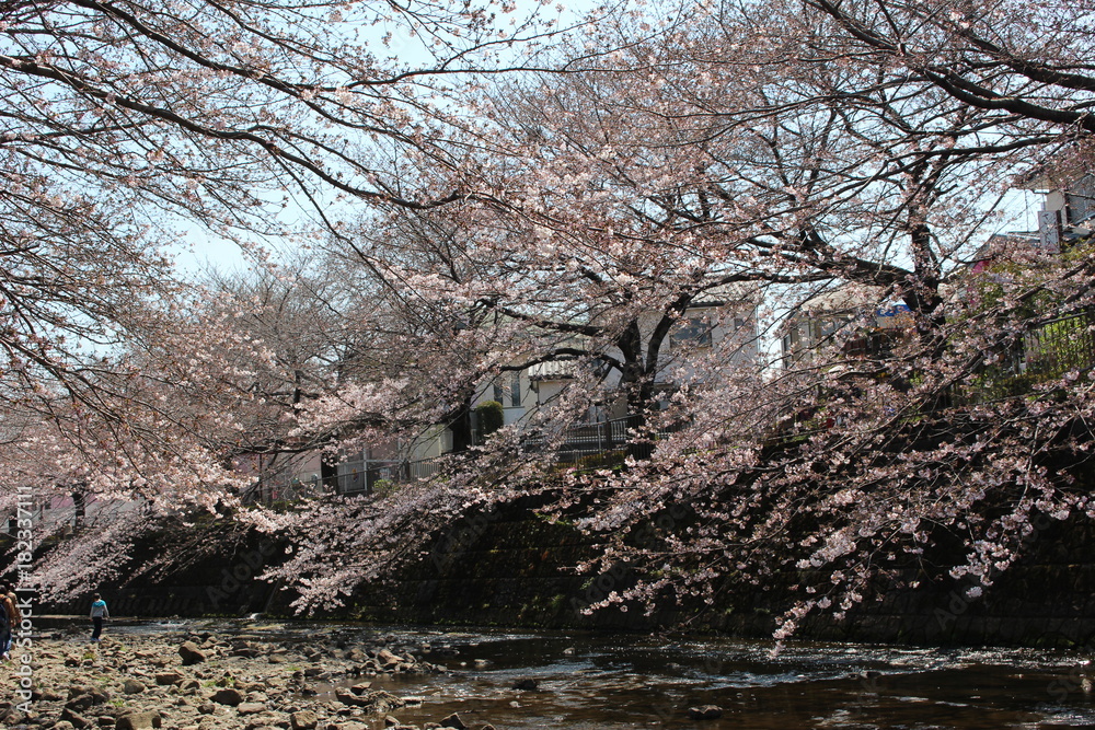 恩田川の桜 恩田川の桜