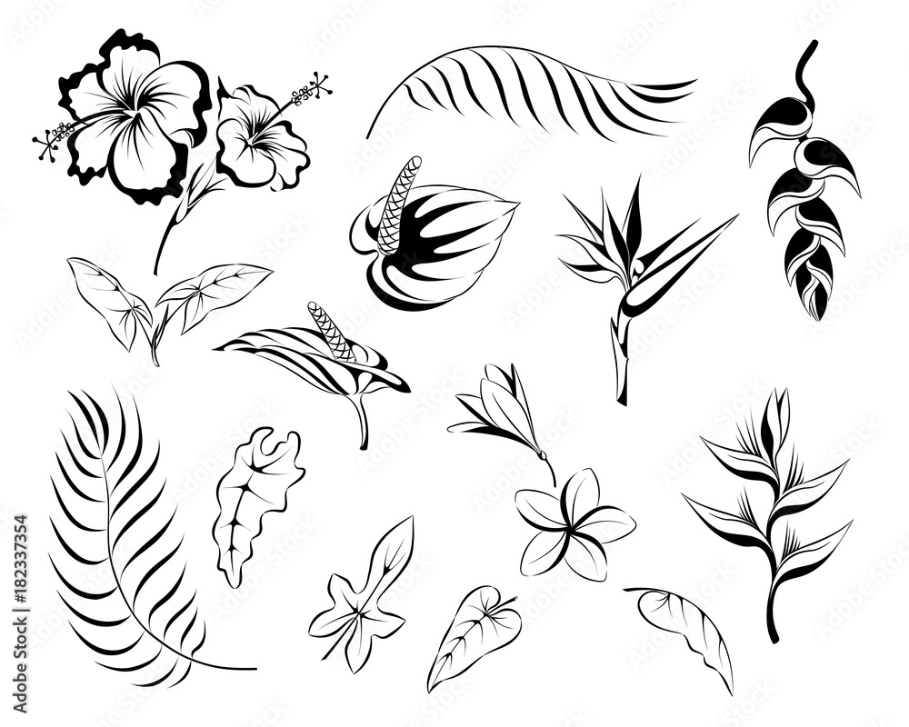 Fototapeta premium set of leaves of palms and flowers