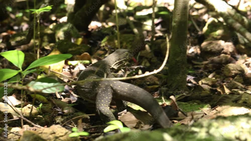 A tracking shot of a big lizard as it roams the green forest. A tracking shot of a big lizard as it roams the green forest.