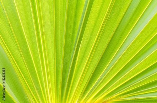 Green sugar palm leaf background