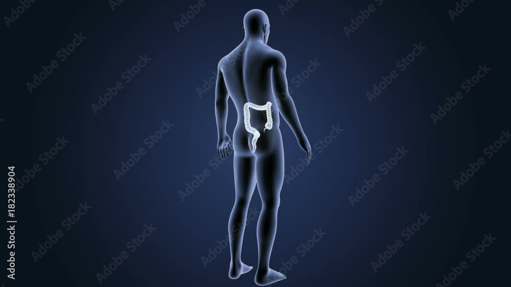 Large Intestine with Body Large Intestine with Body