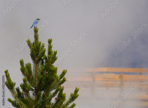 A Little Bird Enjoys the Steam from a Yellowstone Geyser
