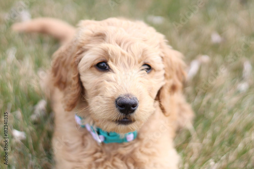 Golden puppy laying on the green grass 
