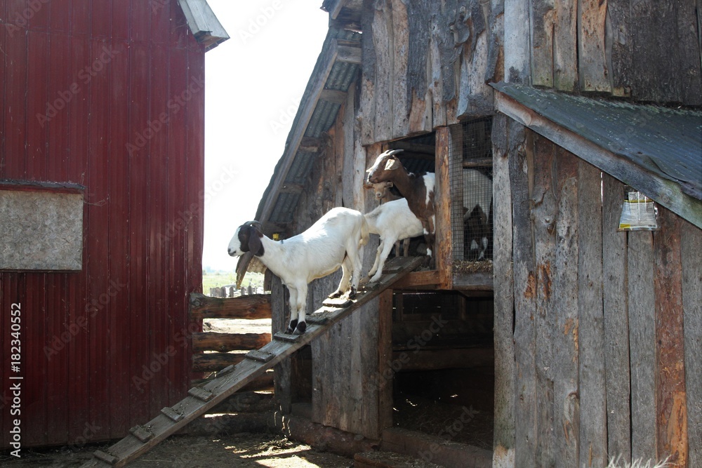 Obraz premium Young goats walking on a ramp from their sheltered barn