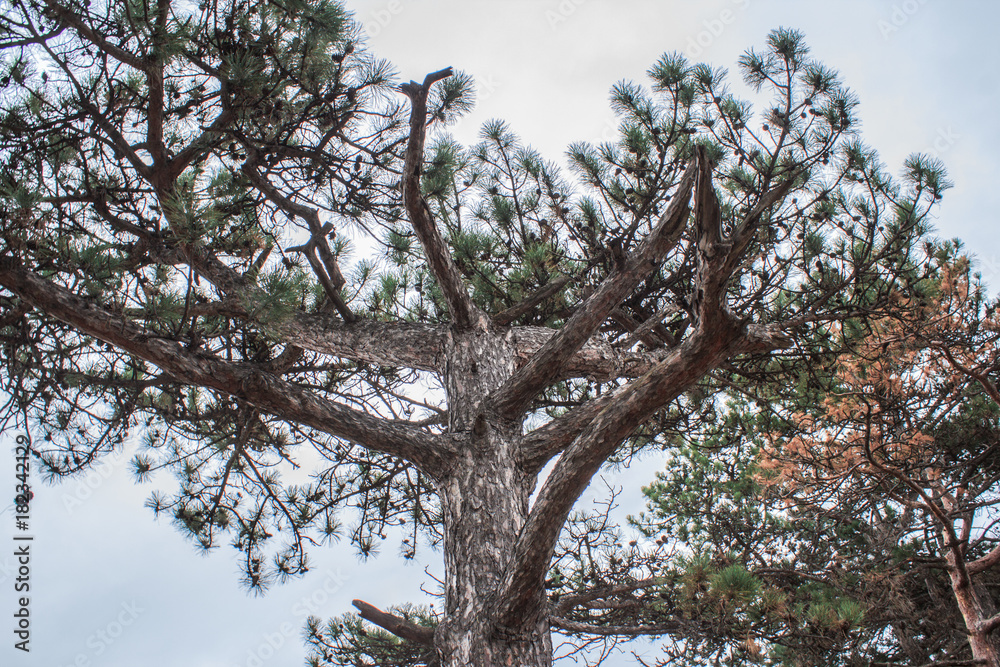 Fototapeta premium This is the very tip of the pine.