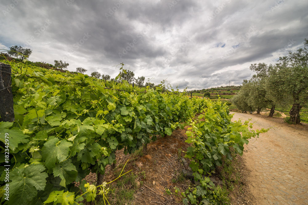 Vine of Galicia