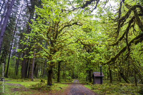 Old growth path in the rainforest