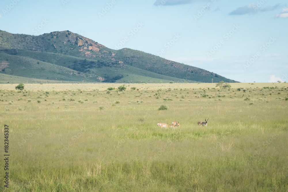 Obraz premium Sonoran Pronghorn Antelope